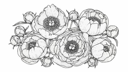 Detailed black and white illustration of peony flowers and buds. © Verli