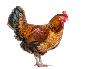 hen, traditional village hen, natural brown and reddish feathers