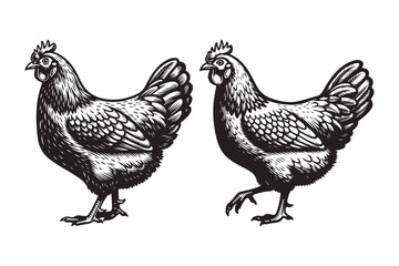 Fototapeta premium Pair of hens vintage woodcut illustration in black and white