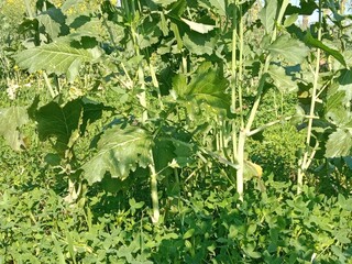 Brassica campestris stem also known as mustard plant stem showing smooth green surface elongated structure and natural growth pattern of cultivated oilseed crop in field conditions