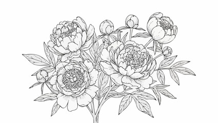 Elegant Peony Flower Line Drawing Illustration.