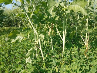 Brassica campestris stem also known as mustard plant stem showing smooth green surface elongated structure and natural growth pattern of cultivated oilseed crop in field conditions
