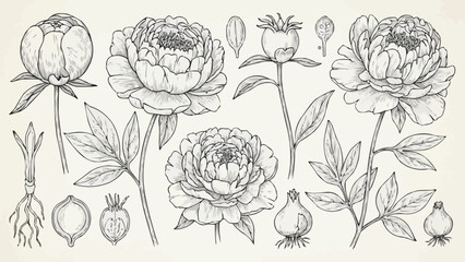 Hand Drawn Peony Flowers Botanical Illustration Set. © Tata