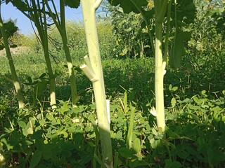 Brassica campestris stem also known as mustard plant stem showing smooth green surface elongated structure and natural growth pattern of cultivated oilseed crop in field conditions