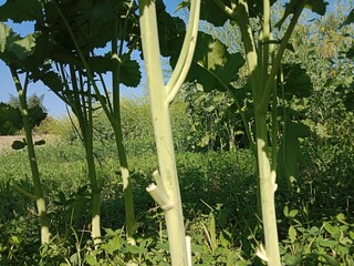 Brassica campestris stem also known as mustard plant stem showing smooth green surface elongated structure and natural growth pattern of cultivated oilseed crop in field conditions