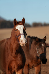 Obraz premium Portrait of a Chestnut Horse With White Marking and Mountains with Forest