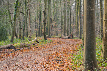 Forest path covered in fallen autumn leaves with cut tree logs on the side near Neukirchen-Vluyn,...
