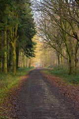 Fototapeta premium Title: Scenic dirt road winding through a mixed forest with sunbeams illuminating the misty atmosphere in late December, near Neukirchen-Vluyn, Germany, winter woodland landscape.