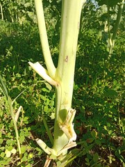 Brassica campestris stem also known as mustard plant stem showing smooth green surface elongated structure and natural growth pattern of cultivated oilseed crop in field conditions