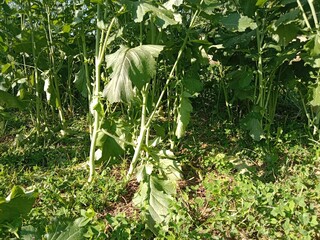 Brassica campestris stem also known as mustard plant stem showing smooth green surface elongated structure and natural growth pattern of cultivated oilseed crop in field conditions