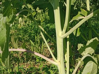 Brassica campestris stem also known as mustard plant stem showing smooth green surface elongated structure and natural growth pattern of cultivated oilseed crop in field conditions