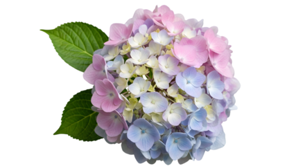 A large hydrangea flower with pink, blue, and white petals on transparent background