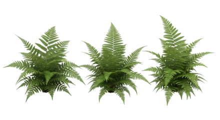 Three green fern plants on transparent background
