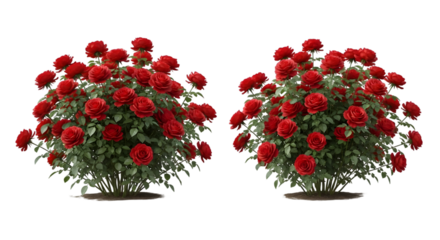Two beautiful bouquets of vibrant red roses on transparent background