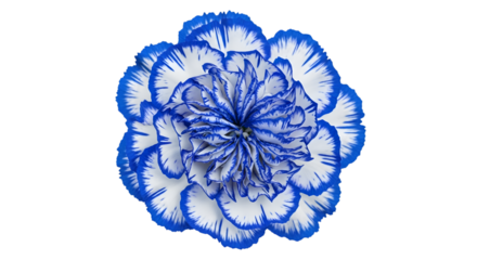 A blue and white flower on transparent background