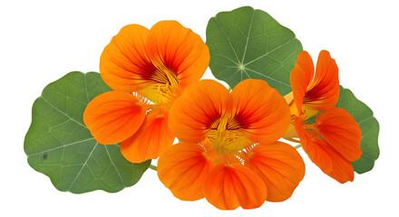 Obraz premium A vibrant cluster of orange nasturtium flowers with green leaves on transparent background