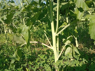 Brassica campestris stem also known as mustard plant stem showing smooth green surface elongated structure and natural growth pattern of cultivated oilseed crop in field conditions