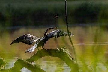 African Darter drying off