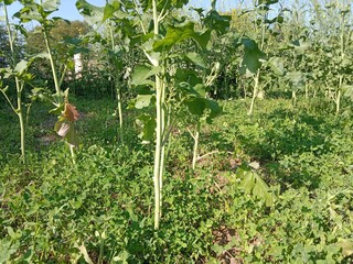 Brassica campestris stem also known as mustard plant stem showing smooth green surface elongated structure and natural growth pattern of cultivated oilseed crop in field conditions