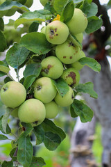 Bunch of Green Apples Growing on a Tree Branch in the Orchard