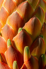 Textures and details of the orange flower of an aloe arborescens
