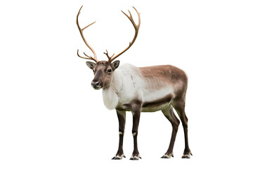 Reindeer with large antlers in profile view with natural daylight on isolated white background for wildlife conservation