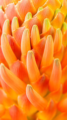 Detailed flower of intense orange colour from an aloe arborescens during flowering.