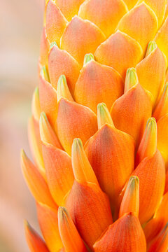 Detailed flower of intense orange colour from an aloe arborescens during flowering.