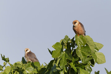 Two Red-footed Falcons perched on a fig tree, wildlife behavior.