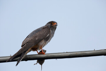 Red-footed Falcon perched on a wire with rodent prey, predator-prey interaction.
