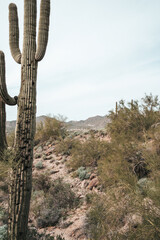 View from the Wind Cave Trail at Usery Mountain Park Tonto National Forest Arizona