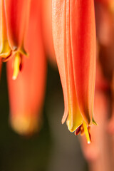 Details of the inflorescence of an aloe arborescens