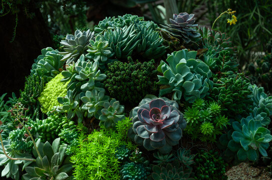 Assorted succulents forming a vivid mix of rosettes and textured foliage, ideal for garden planning, plant identification and decorative greenery themes.