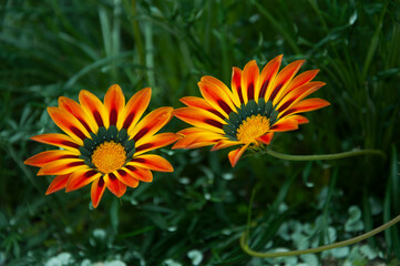 Two vivid Gazania flowers with bold yellow, orange and red patterns captured in clear detail, ideal for garden themes, plant catalogs and floral design projects.