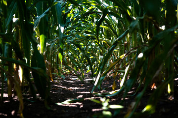 Obraz premium Low angle view through dense crop rows forming a natural tunnel, capturing agricultural texture, light and shadow, and immersive perspective in a rural field.