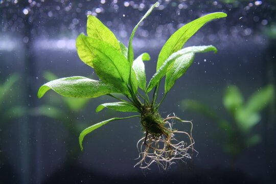 Aquatic Fern: A Mother Plant Nurturing Fresh Java Fern Plantlets in a Vibrant Aquarium Ecosystem