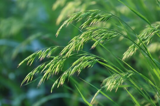 Vibrant Dallis Grass: A Close-Up of Nature's Beauty in Lush Green Colors Captured in Summer