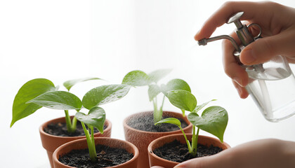 Close-up of Hand Misting Young Potted Plants. Watering Seedlings in Terracotta Pots for Growth and Horticulture Care on White Background.