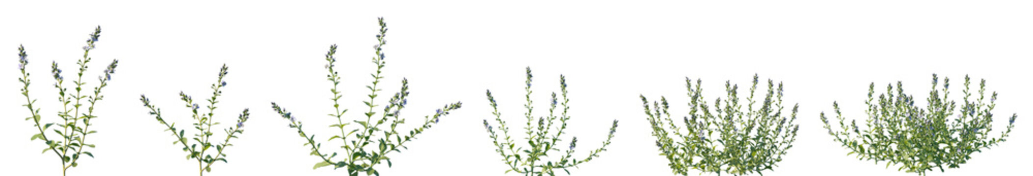 Set of Veronica serpyllifolia (the thyme-leaved speedwell or thymeleaf speedwell) frontal isolated png on a transparent background perfectly cutout high resolution	