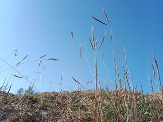 Dichanthium annulatum flower head also called Marvel grass showing paired spikelets and compact inflorescence forming a natural grass head pattern in open field habitat