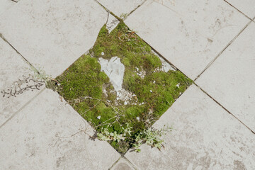 Square tile with missing center and moss growth for nature reclaiming urban space concept