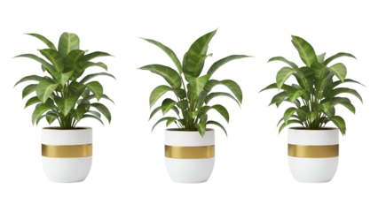 Three potted houseplants in white pots with gold trim