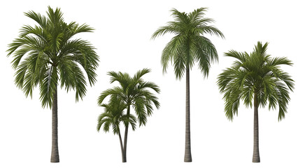 Obraz premium Tropical palm trees in a row