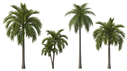 Tropical palm trees in a row