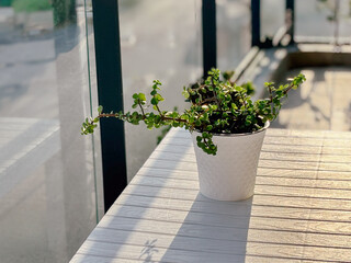 Small green potted plant on a white wooden table in sunlight