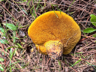 Close Up View of Yellow Sponge Texture on Mushroom Underside
