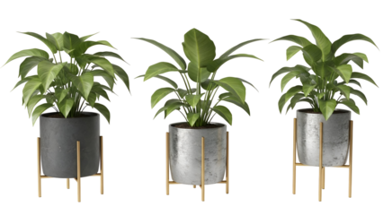 Three potted plants on wooden stands