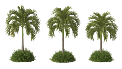 Three palm trees in a row