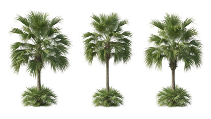 Fototapeta premium Three lush palm trees in a row