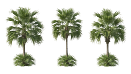 Three lush palm trees in a row
